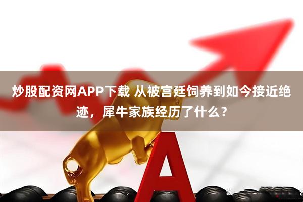 炒股配资网APP下载 从被宫廷饲养到如今接近绝迹，犀牛家族经历了什么？
