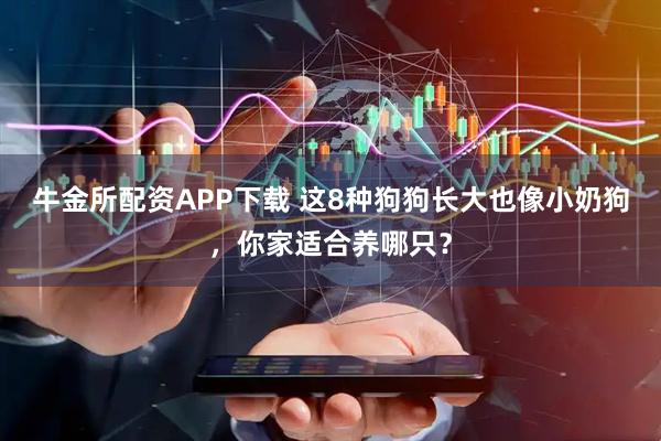 牛金所配资APP下载 这8种狗狗长大也像小奶狗，你家适合养哪只？