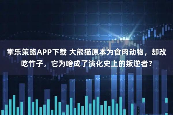 掌乐策略APP下载 大熊猫原本为食肉动物，却改吃竹子，它为啥成了演化史上的叛逆者？